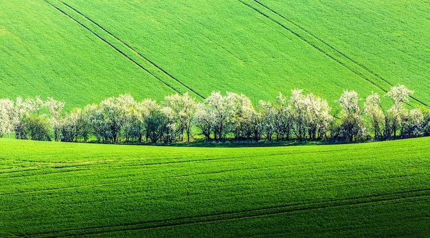 Paisagem com árvores floridas em colinas verdes