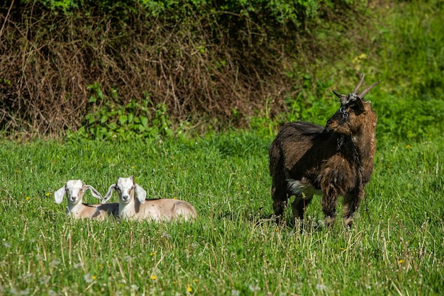 Paisagem com bela natureza na aldeia na República da Moldávia Vida no campo