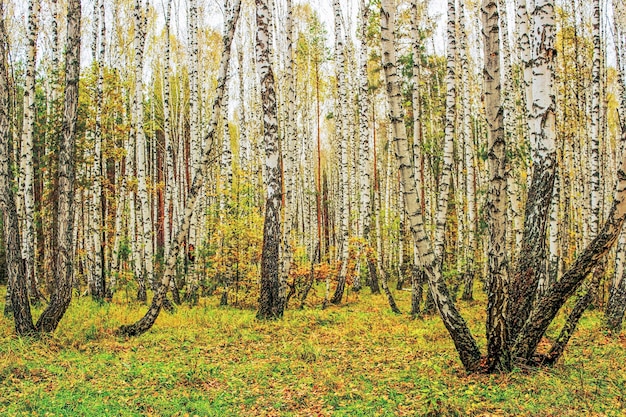 Paisagem com bosque de bétulas nublado em dia de outono