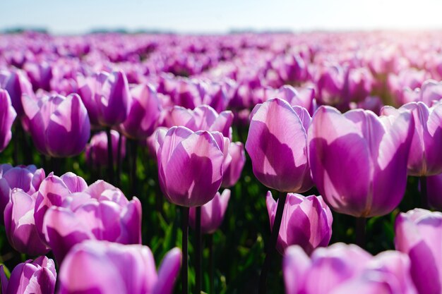 paisagem com campo de belas tulipas na Holanda na primavera. campos de tulipas holandesas multicoloridas na paisagem holandesa da Holanda. Conceito de viagens de férias.