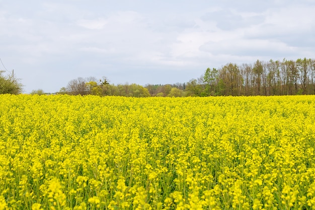 Paisagem com campo de colza amarelo. Óleo de colza amarelo brilhante. Biocombustível.