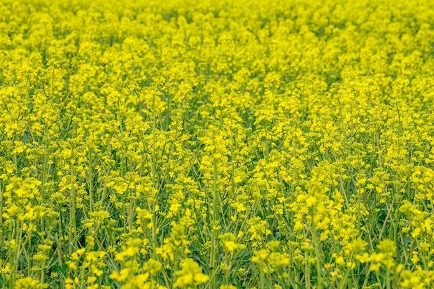 Paisagem com campo de colza amarelo. óleo de colza amarelo brilhante. biocombustível.