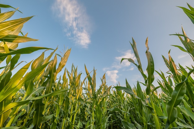 Foto paisagem com campo de milho e lindo céu azul