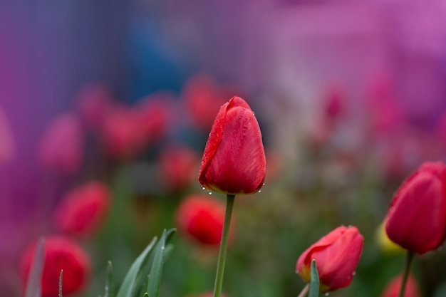 Paisagem com campo de tulipas Campo de tulipas na primavera Flor de tulipa de cor vermelha Vermelho de flores de tulipas no jardim