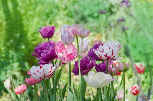 Paisagem com campo de tulipas Campo de tulipas na primavera Mistura de flores de tulipas de cores Mistura de flores de tulipas no jardim