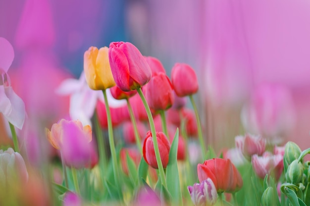 Paisagem com campo de tulipas Campo de tulipas na primavera Mistura de flores de tulipas de cores Mistura de flores de tulipas no jardim