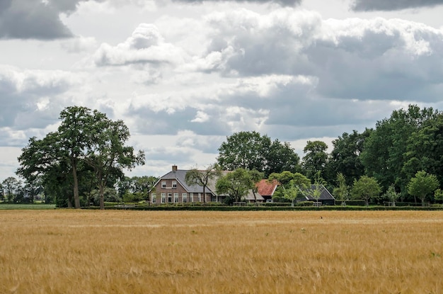 Foto paisagem com campos de trigo, árvores e fazendas