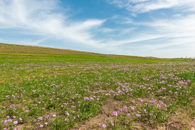 Paisagem com campos verdes com flores e céu nublado