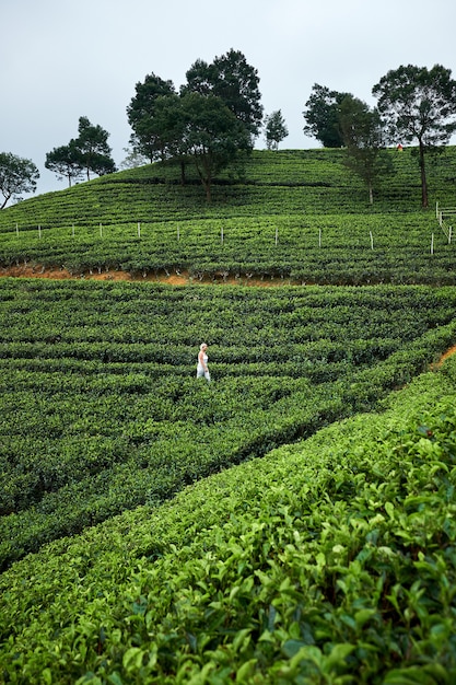 Paisagem com campos verdes de chá no Sri Lanka