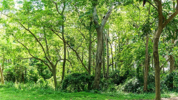 Paisagem com cores verdes