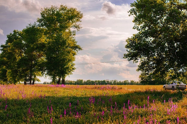 Paisagem com flores