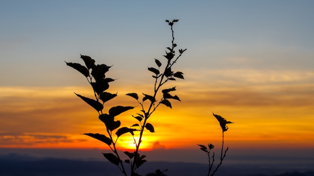 Paisagem com fundo do sol e silhueta de flores de árvore