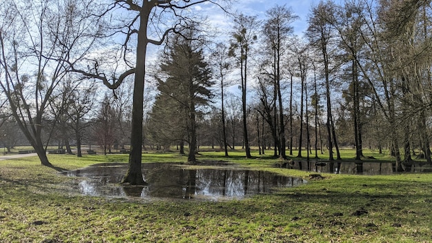 Foto paisagem com grama verde e árvores no parque da cidade sob o céu azul