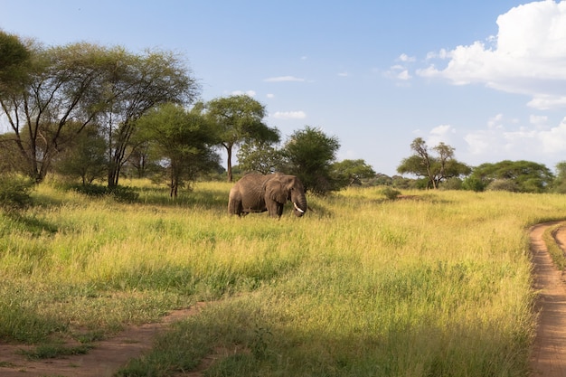 Paisagem com grande elefante na savana verde. Tarangire, Tanzânia
