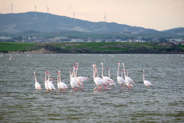 Paisagem com grupo de flamingos cor-de-rosa no Lago Salgado em Larnaca, Chipre, repousa em águas paradas e