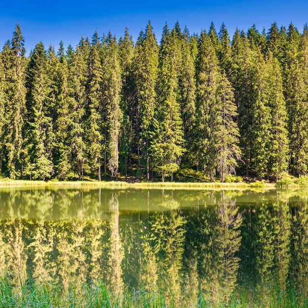 Paisagem com lago na floresta de pinheiros pela manhã