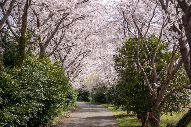 Paisagem com lindas flores de cerejeira sob o céu azul