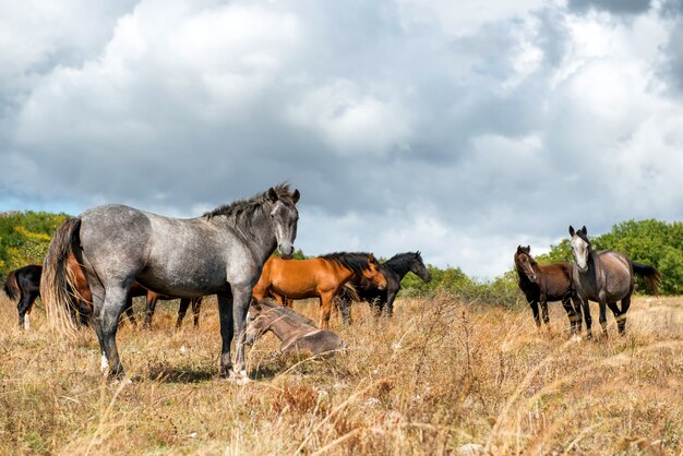 Paisagem com manada de cavalos no campo de grama