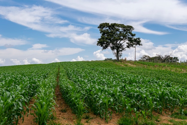 Paisagem com milharal e árvore isolada