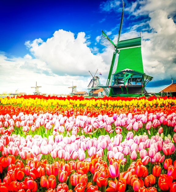 Paisagem com moinhos de vento holandeses tradicionais de Zaanse Schans e fileiras de tulipas florescendo, Holanda, em tons retrô