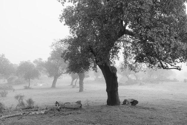 Paisagem com neblina na Dehesa de la Luz. Extremadura. Espanha.