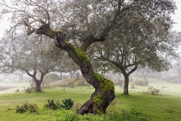 Paisagem com neblina na Dehesa de la Luz. Extremadura. Espanha.