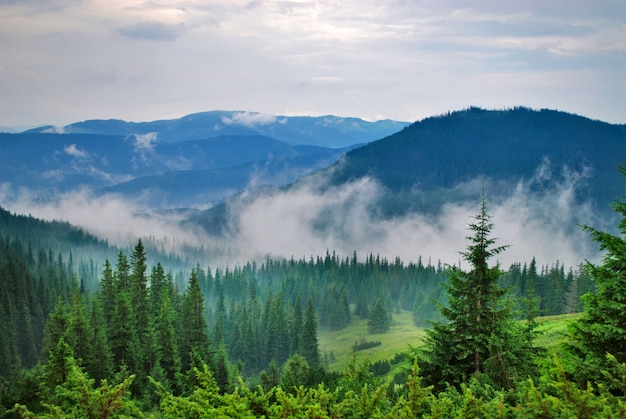 Paisagem com neblina nas montanhas e fileiras de árvores