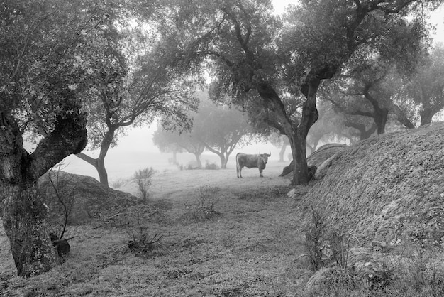 Paisagem com nevoeiro e vaca.