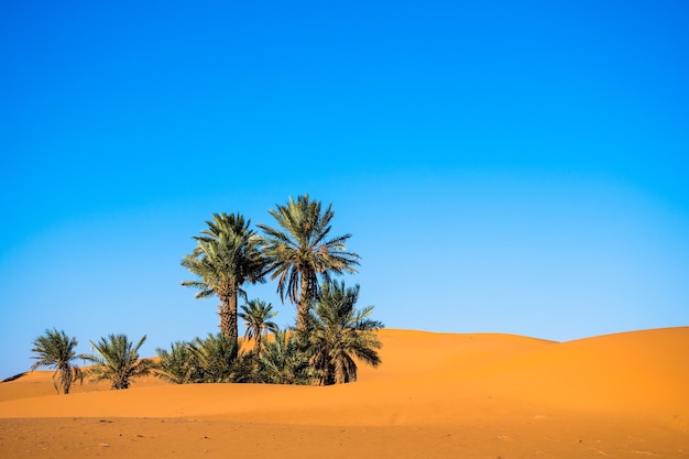 Foto paisagem com palmeiras em um deserto com dunas de areia e céu azul