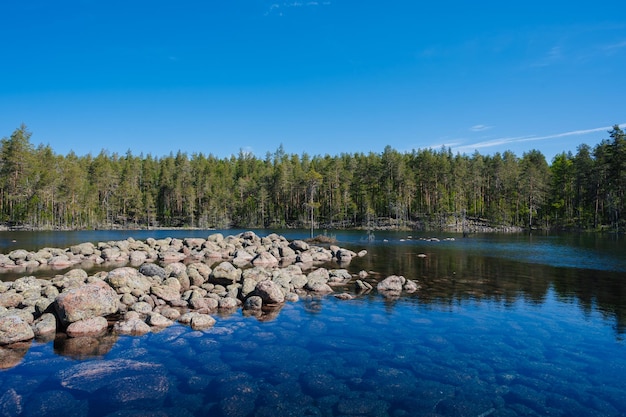 Paisagem com pedras no lago contra o fundo de uma floresta de abetos em dia ensolarado de verão