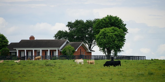 Paisagem com rebanho de vacas pastando em campo verde com grama fresca