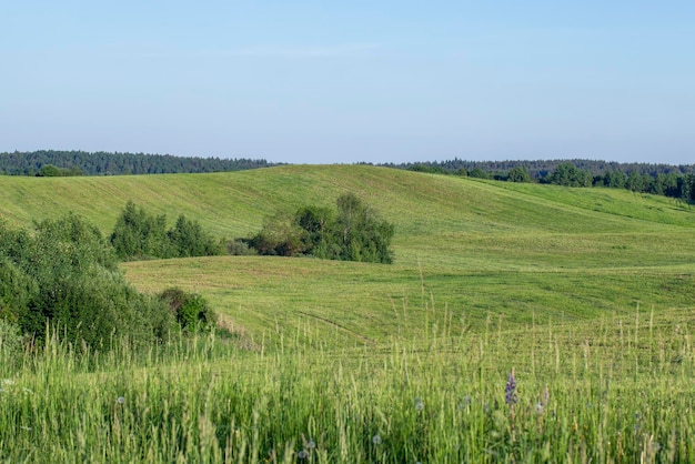 Paisagem com território montanhoso com plantas