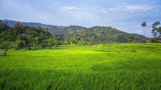 paisagem com um arrozal