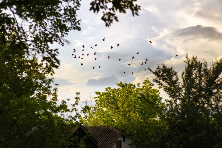 Foto paisagem com um bando de pássaros voando acima da vila