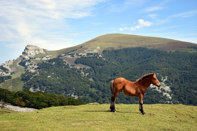 Paisagem com um potro e o Monte Gorbea. Parque Natural Gorbea. País Basco. Espanha