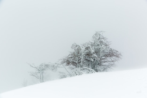 Paisagem com uma árvore coberta de neve e gelada no inverno na encosta de uma montanha em tempo de nevoeiro.