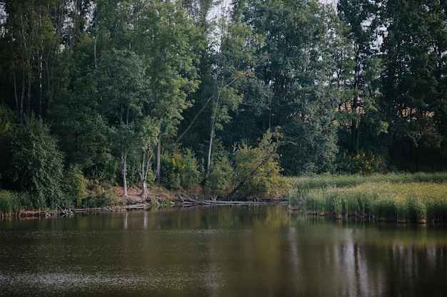 Foto paisagem com uma lagoa e floresta de folhas caducifólias