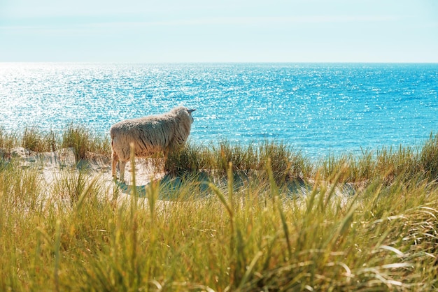 Paisagem com uma ovelha nas dunas de grama marram na ilha de Sylt e no Mar do Norte no horizonte na Alemanha