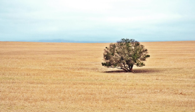 Paisagem com uma pequena árvore em terras secas