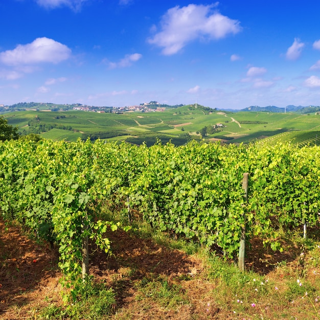 Paisagem com vinhas no dia de verão.