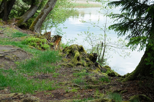 paisagem com vista para o lago e floresta