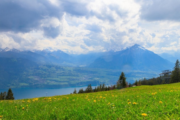 Foto paisagem com vista para o monte niesen, o lago thun e o prado alpino com dente-de-leão amarelo na suíça