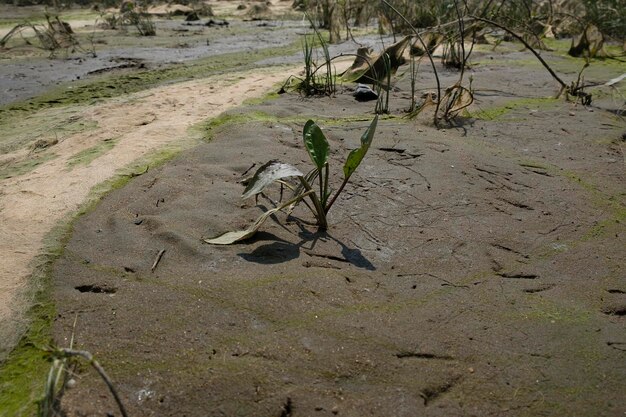 Paisagem cósmica de lama resultante após a maré baixa do nível da água