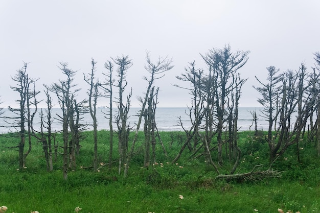 Paisagem costeira da ilha de Kunashir com árvores anãs secas curvadas pelo vento