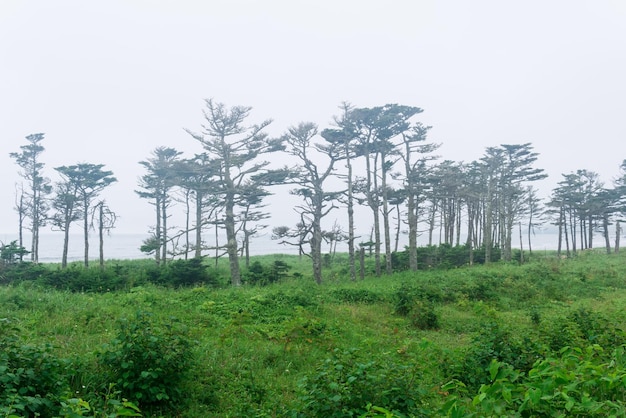 Paisagem costeira da ilha de Kunashir com florestas curvadas pelo vento