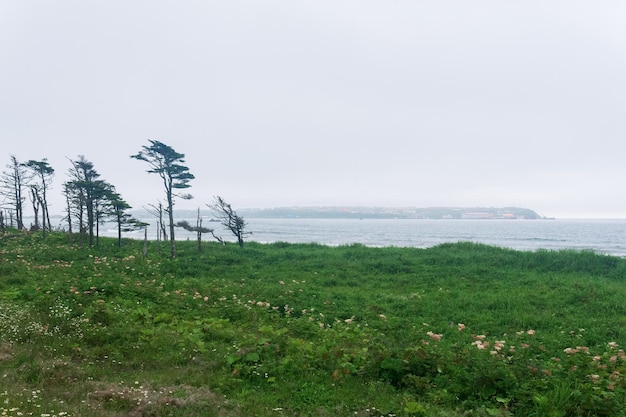 Paisagem costeira da ilha de Kunashir com florestas curvadas pelo vento