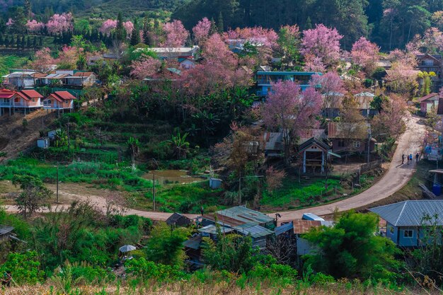 paisagem da bela cereja selvagem do Himalaia florescendo flores rosa Prunus cerasoides em Phu Lom Lo Loei e Phitsanulok da Tailândia