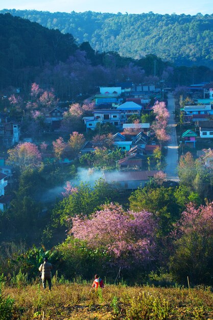 paisagem da bela cereja selvagem do Himalaia florescendo flores rosa Prunus cerasoides em Phu Lom Lo Loei e Phitsanulok da Tailândia