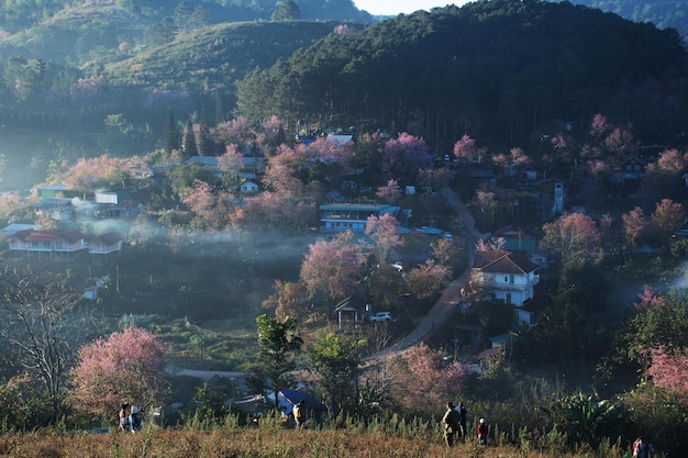 paisagem da bela cereja selvagem do Himalaia florescendo flores rosa Prunus cerasoides em Phu Lom Lo Loei e Phitsanulok da Tailândia