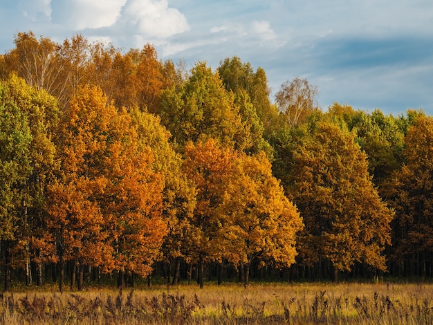 Paisagem da bela floresta de outono